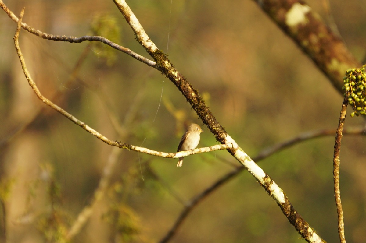 Asian Brown Flycatcher - ML49398241