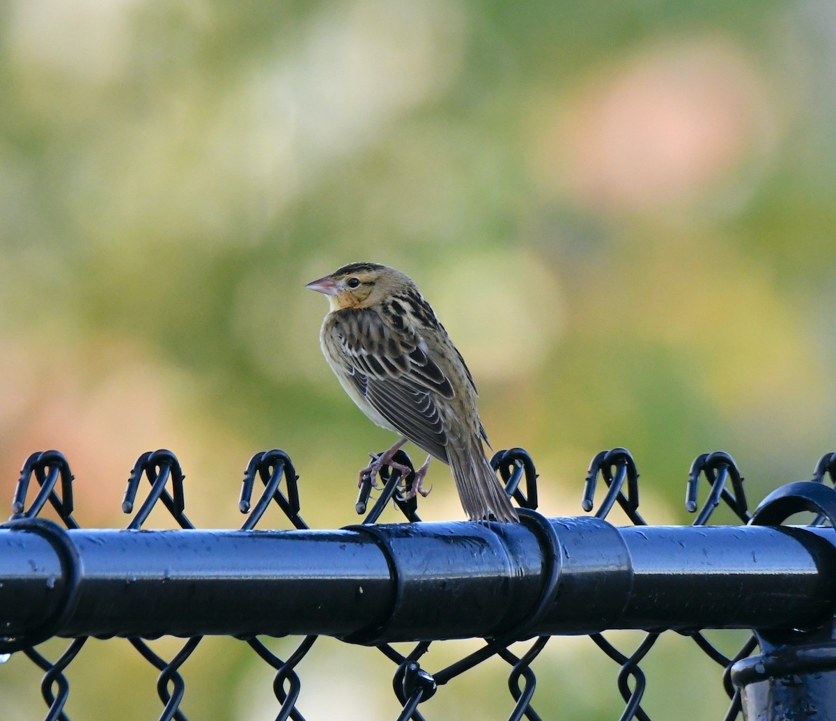 Bobolink - ML493982411