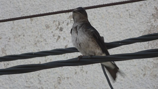 Golondrina Sureña - ML493983491