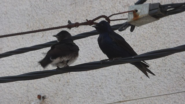 Golondrina Sureña - ML493983541