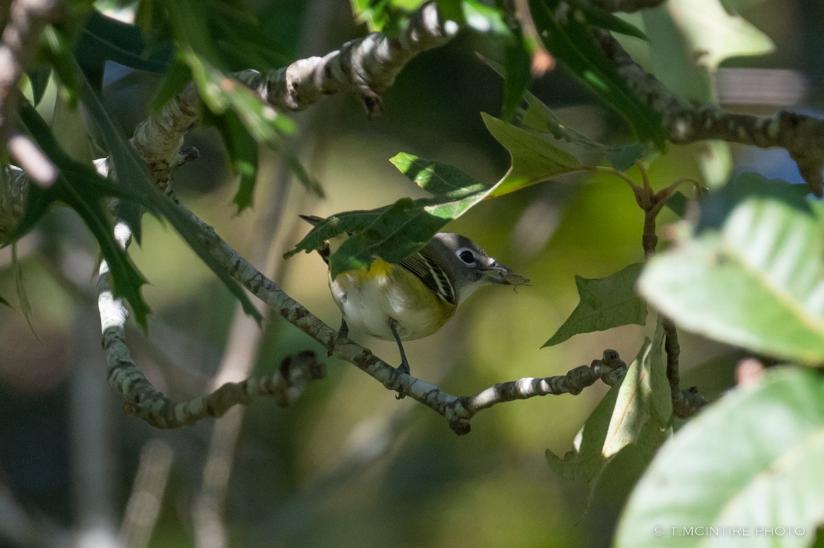 Blue-headed Vireo - ML493983611