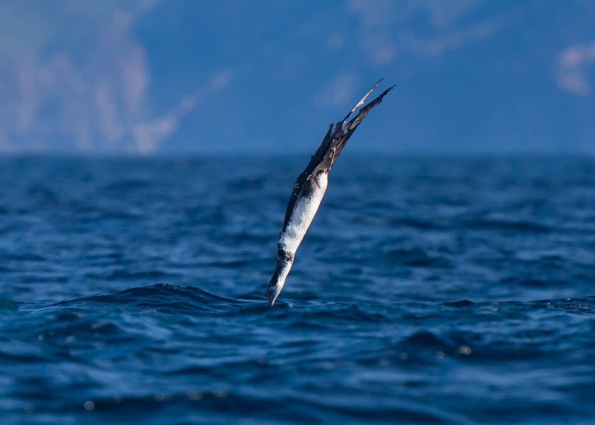 Northern Gannet - ML493984091