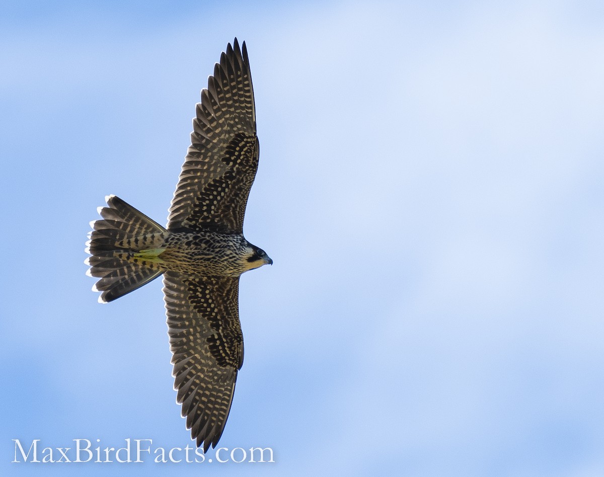 Peregrine Falcon - ML493984361