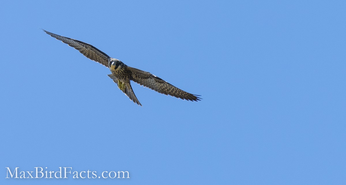 Peregrine Falcon - ML493984491