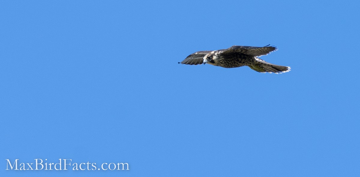 Peregrine Falcon - Maxfield Weakley