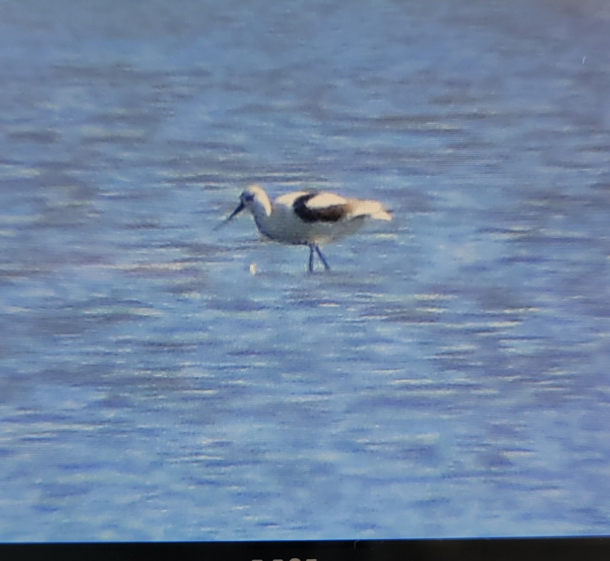 Avoceta Americana - ML493984751