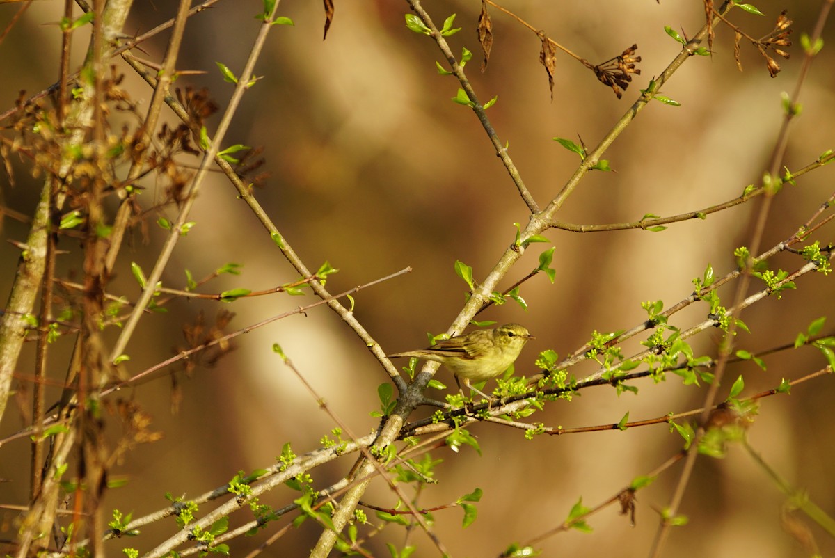 Greenish Warbler - ML49398561