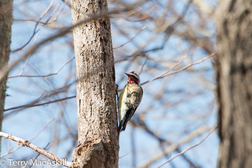 Yellow-bellied Sapsucker - ML49398791