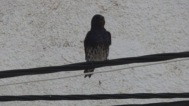 Golondrina Sureña - ML493987921