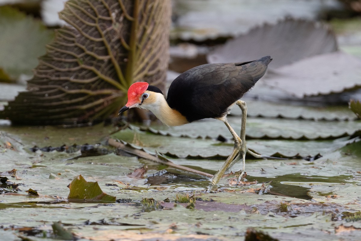 Comb-crested Jacana - ML493988361