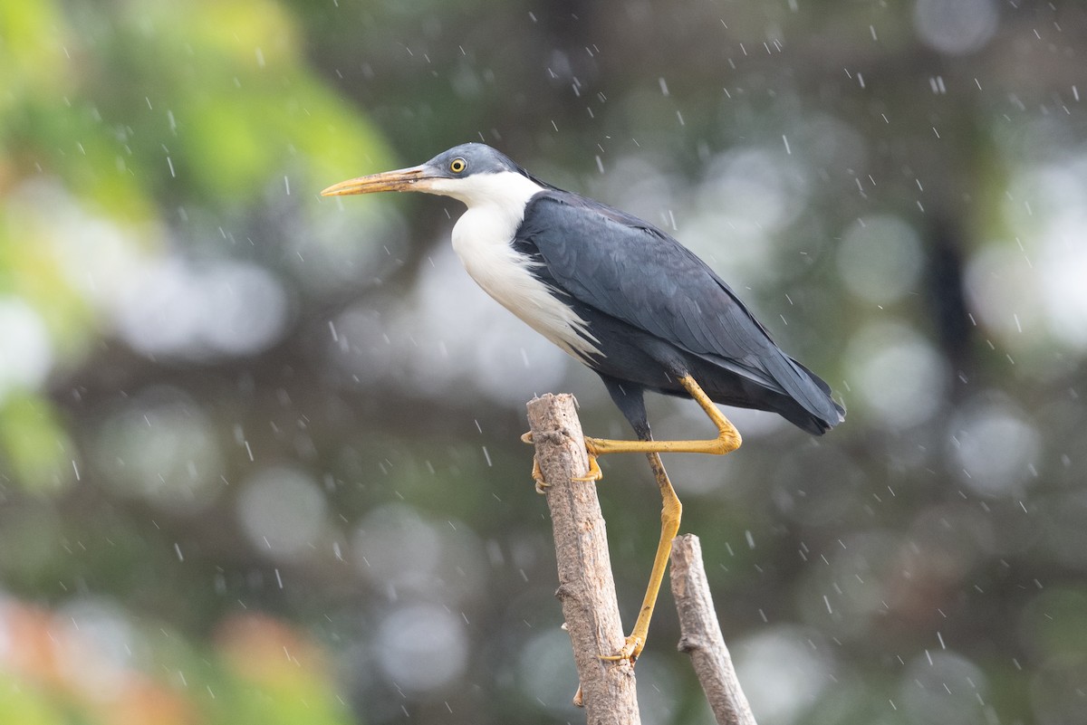 Pied Heron - ML493989131