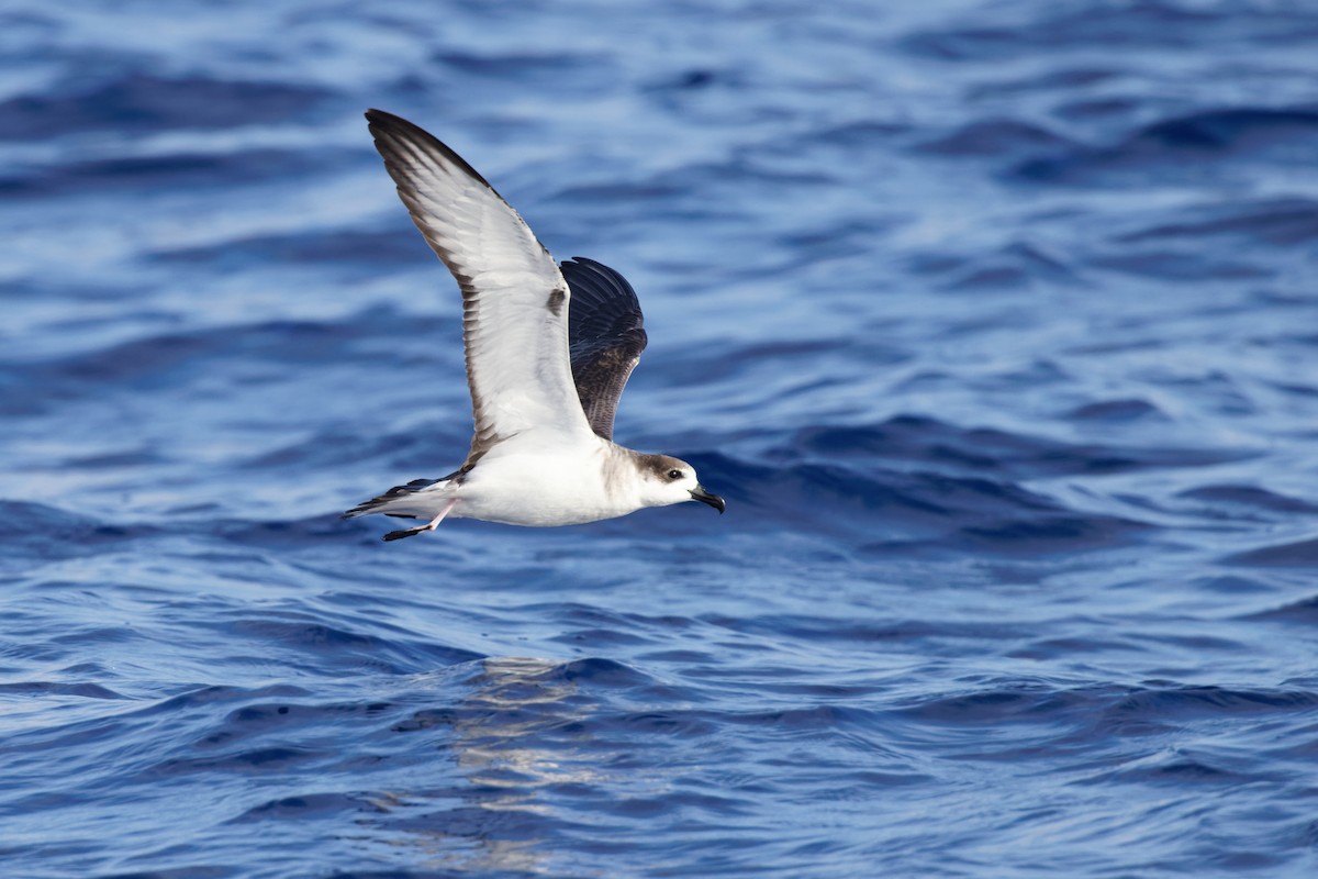 Petrel de las Juan Fernández - ML493990411