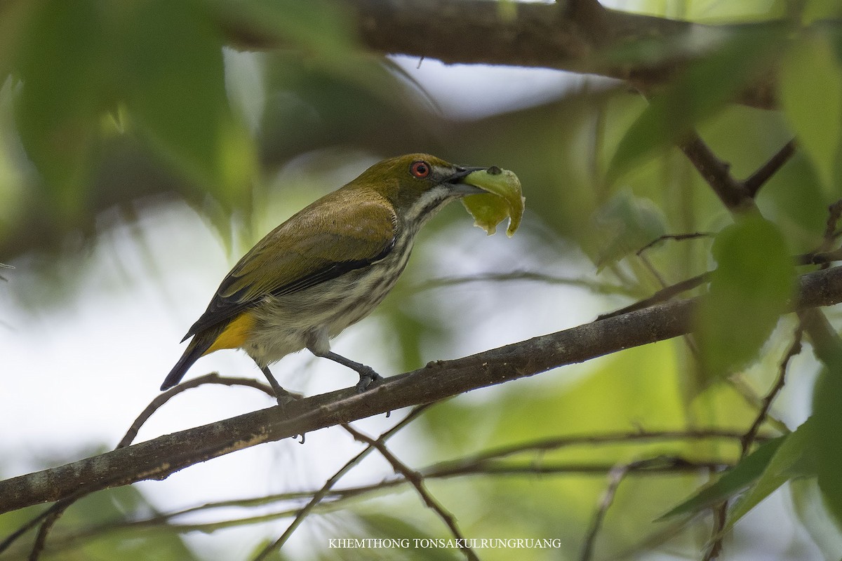 Yellow-vented Flowerpecker - Khemthong Tonsakulrungruang