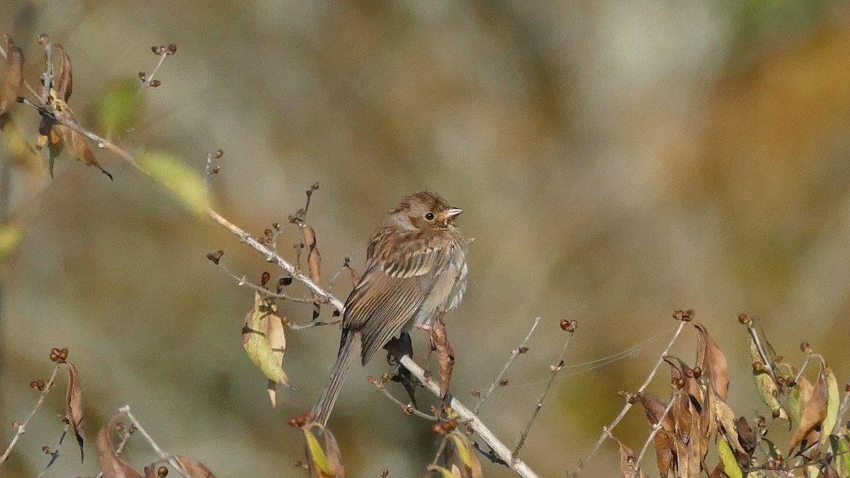 Field Sparrow - ML493991361