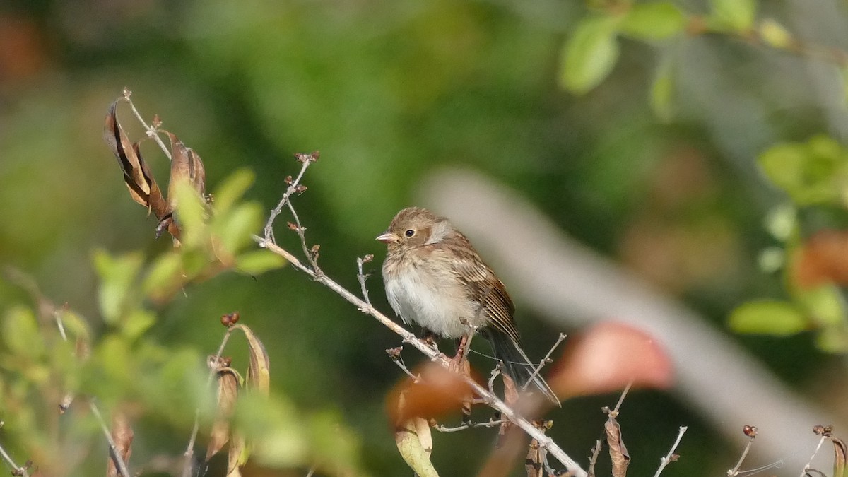 Field Sparrow - ML493991681