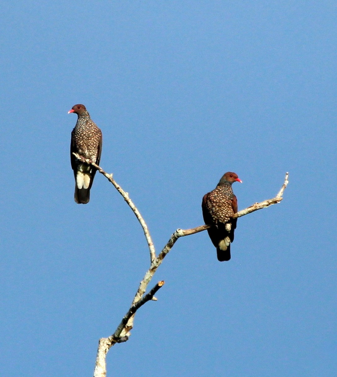 Scaled Pigeon - ML493991841