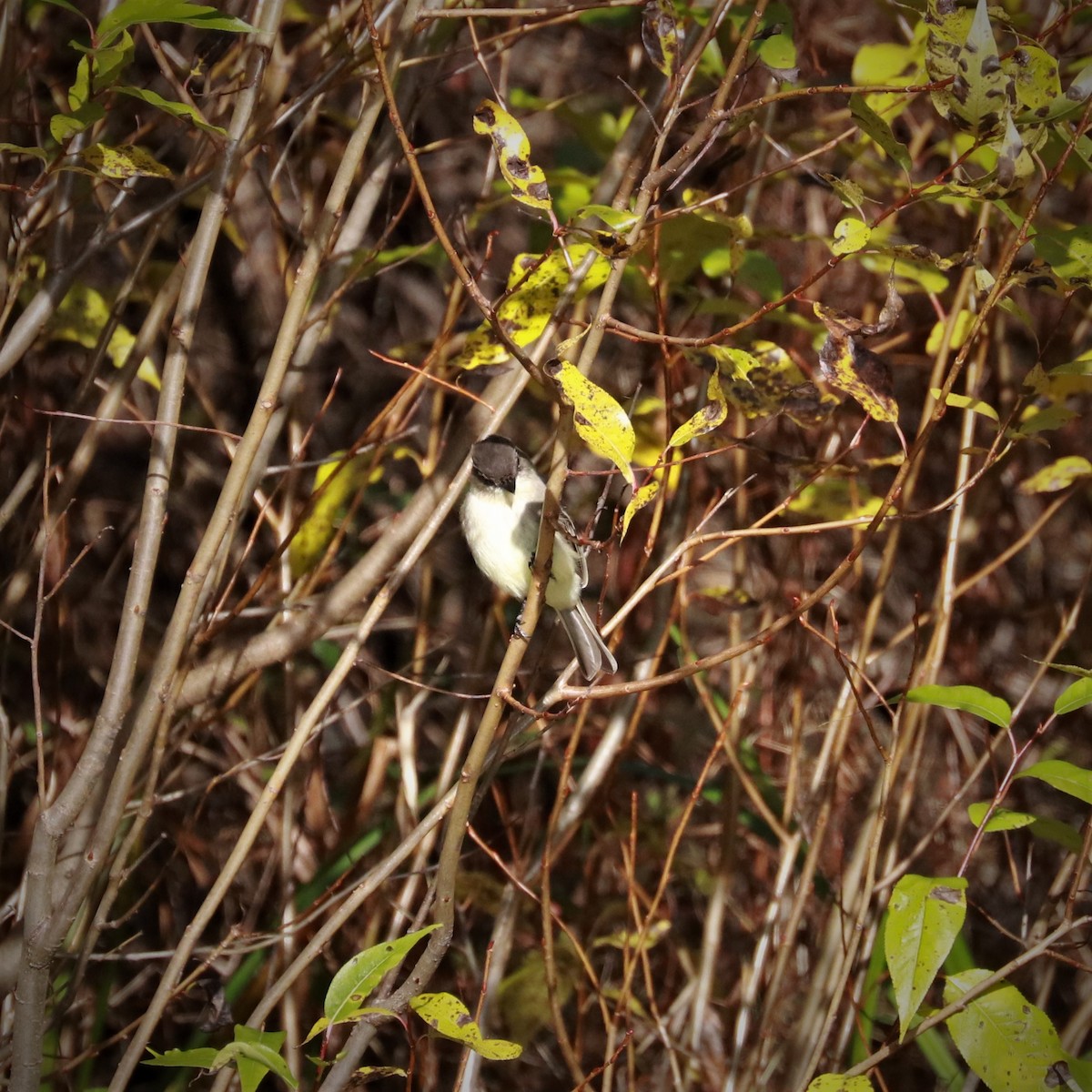 Eastern Phoebe - ML493993361