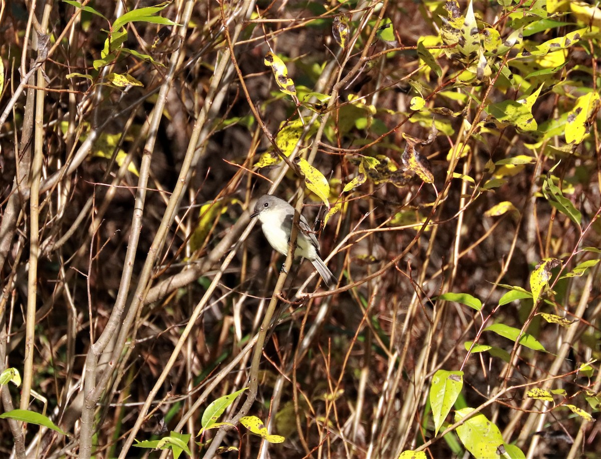 Eastern Phoebe - ML493993371