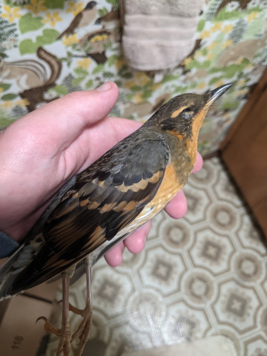 Varied Thrush - ML493993561