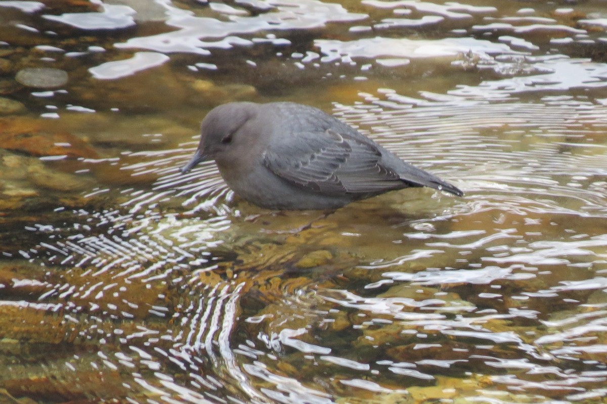 American Dipper - ML49399441