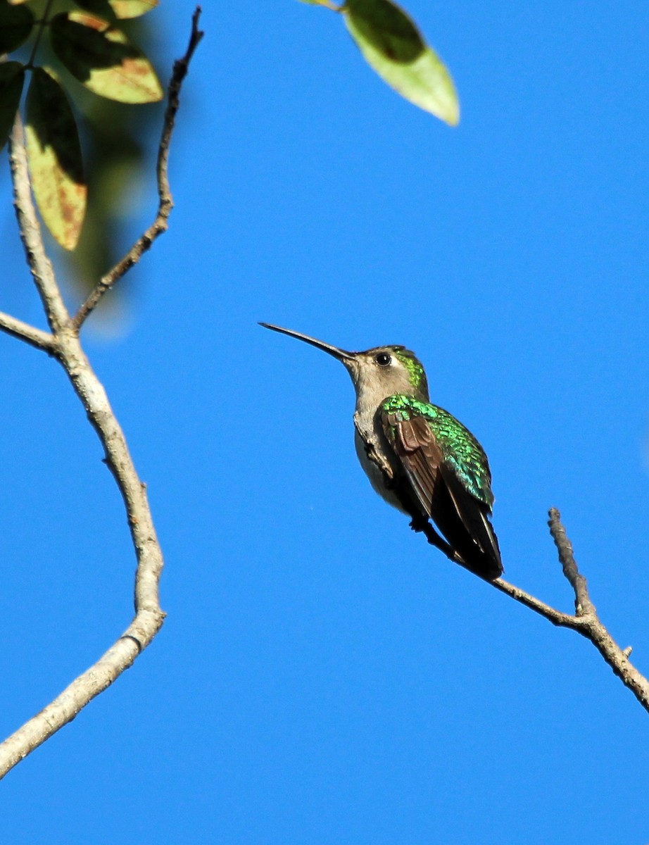 kolibřík klínoocasý - ML493994481