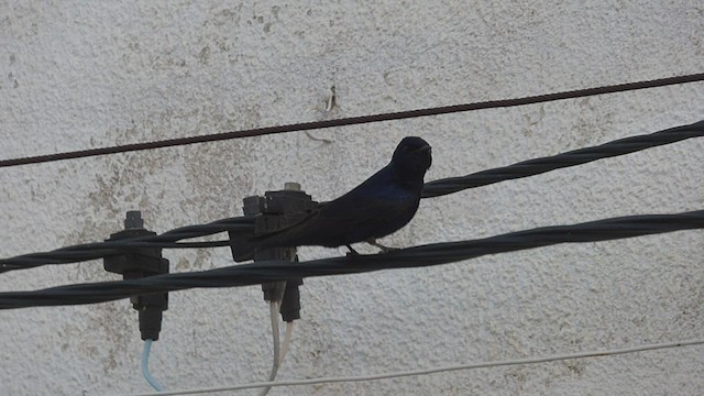 Golondrina Sureña - ML493994911