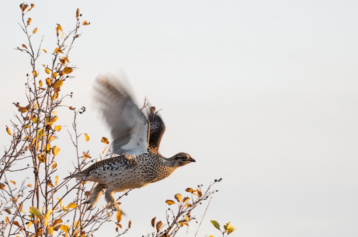 Sharp-tailed Grouse - ML493994991