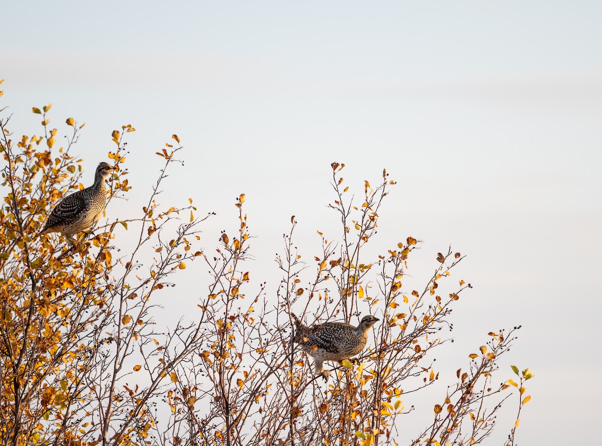 Sharp-tailed Grouse - ML493995001