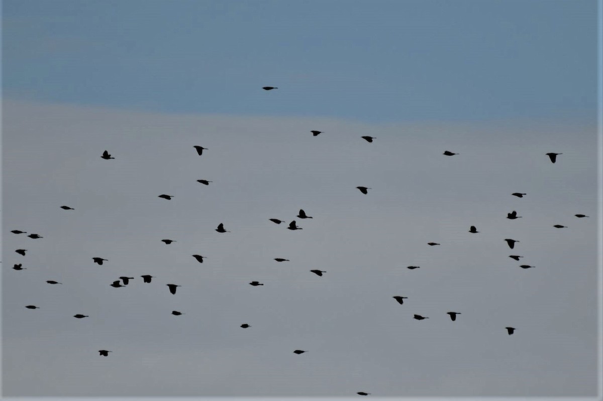 Common Grackle - ML493995241