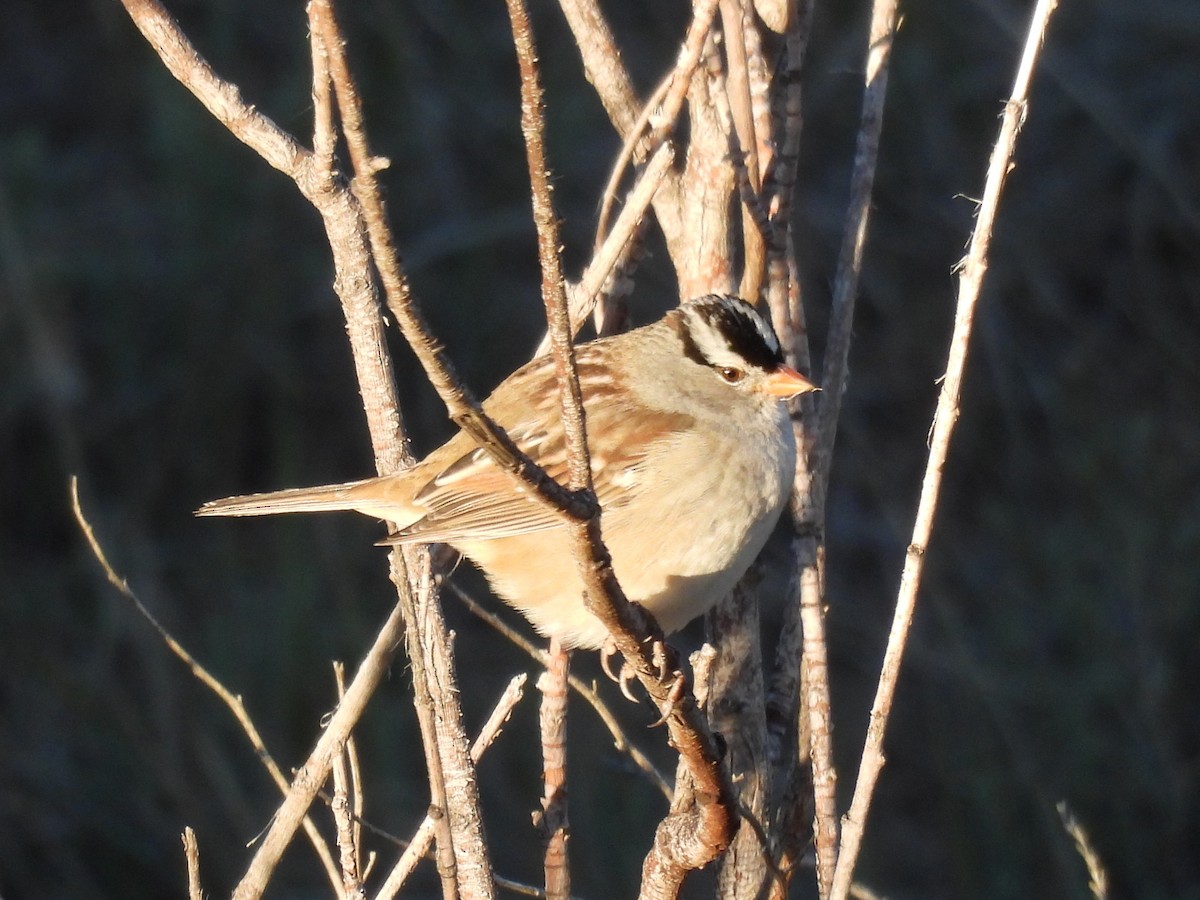 White-crowned Sparrow - Tanja Britton