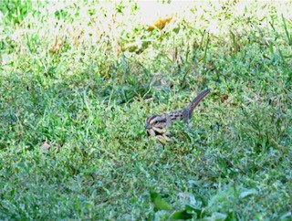 Song Sparrow - ML493996601