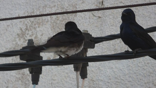 Golondrina Sureña - ML493998661