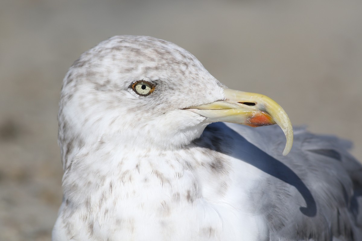 American Herring Gull - ML494000671