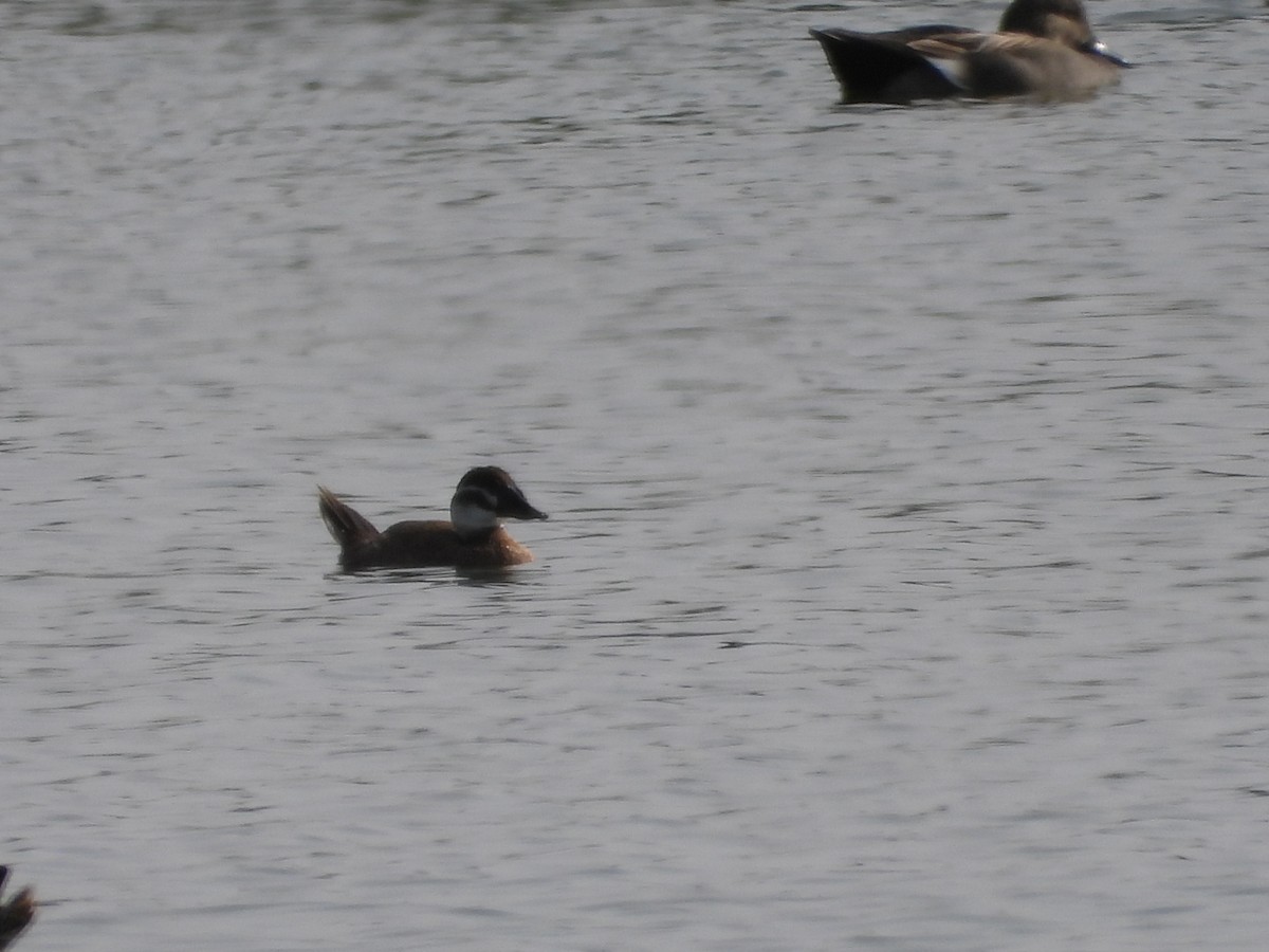 White-headed Duck - ML494001611