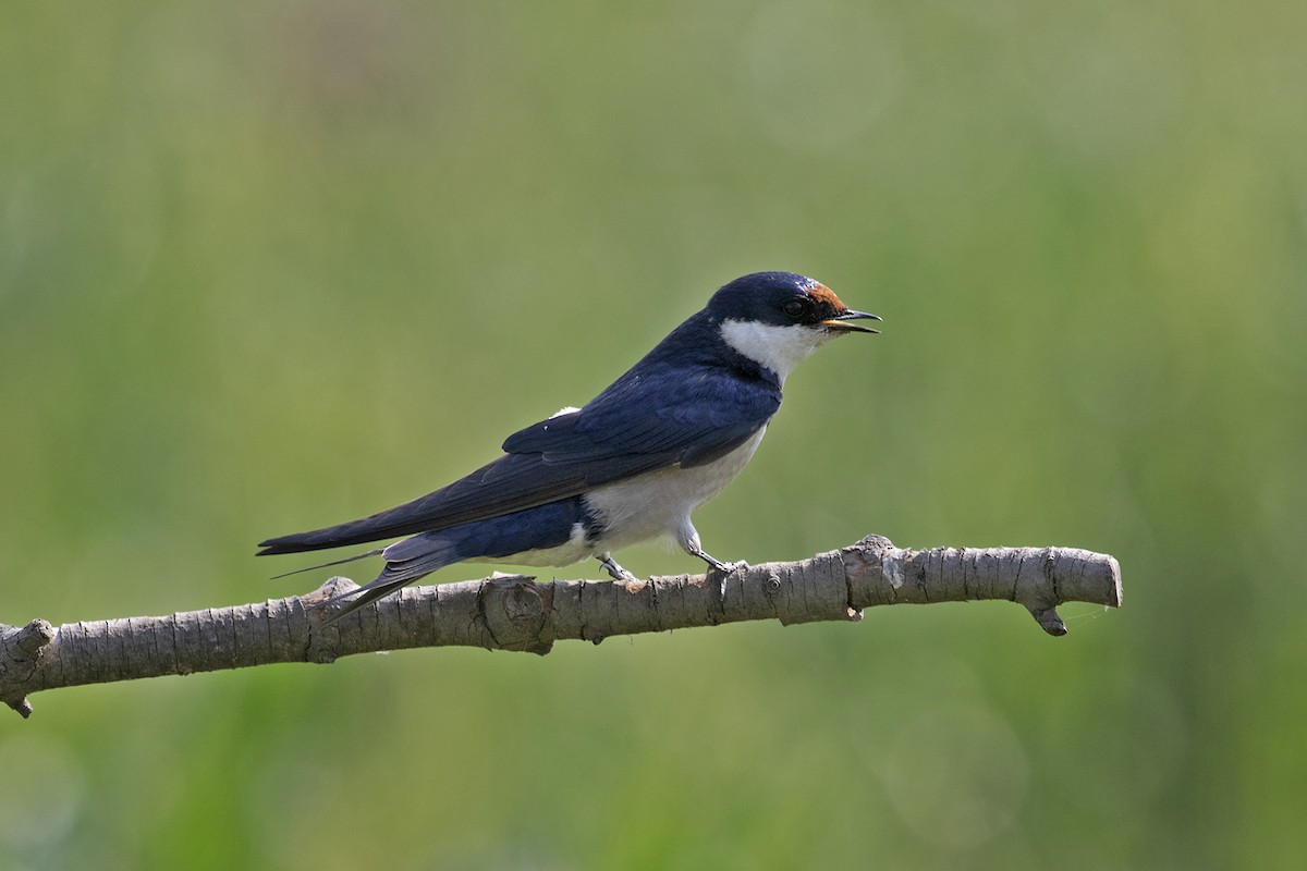 White-throated Swallow - ML494001731