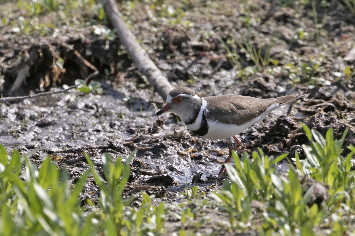 Three-banded Plover (African) - ML494001831
