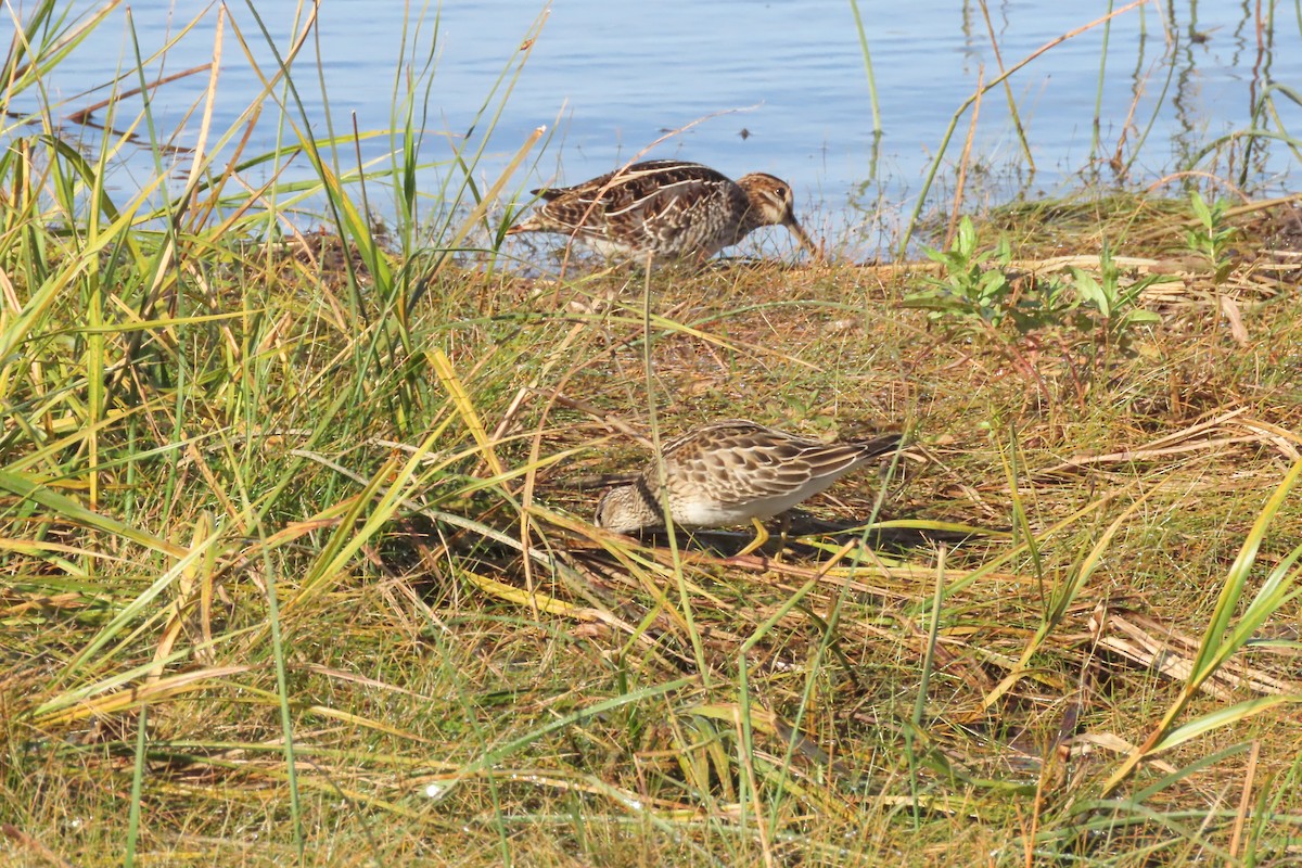 Wilson's Snipe - ML494001991