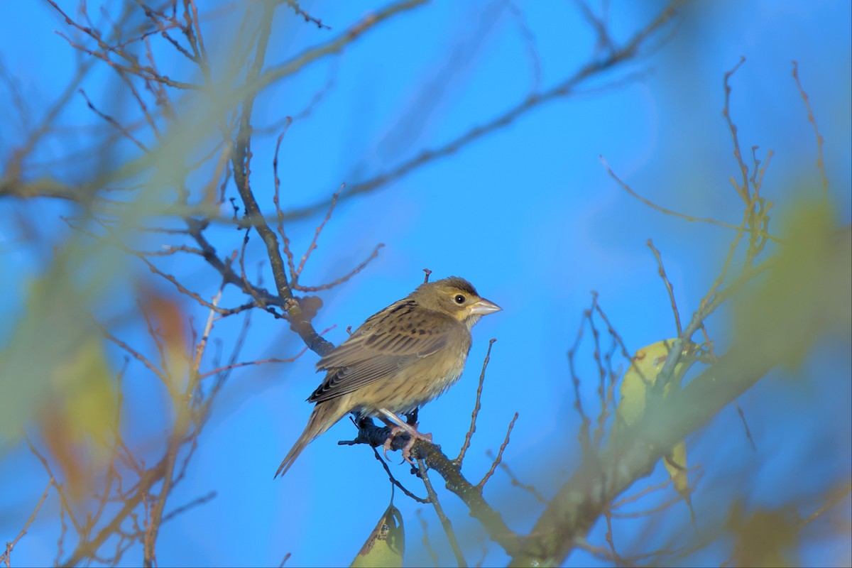Dickcissel - ML494002091