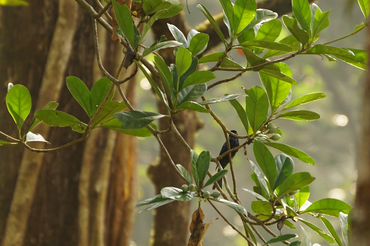 Drongo Bronceado - ML49400311