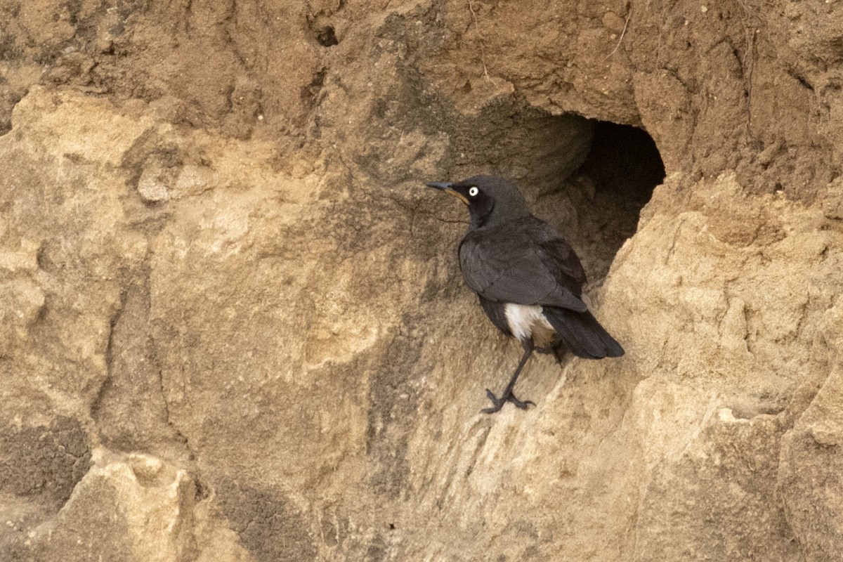 African Pied Starling - ML494003201