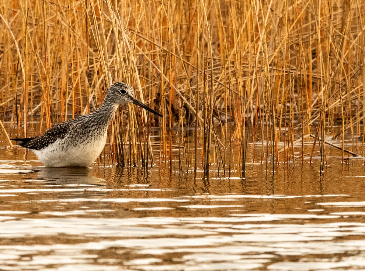 Greater Yellowlegs - ML494004351