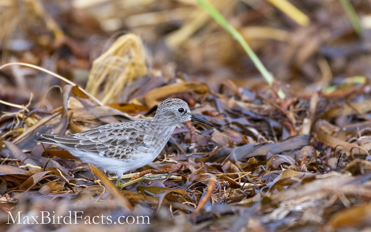 Least Sandpiper - Maxfield Weakley