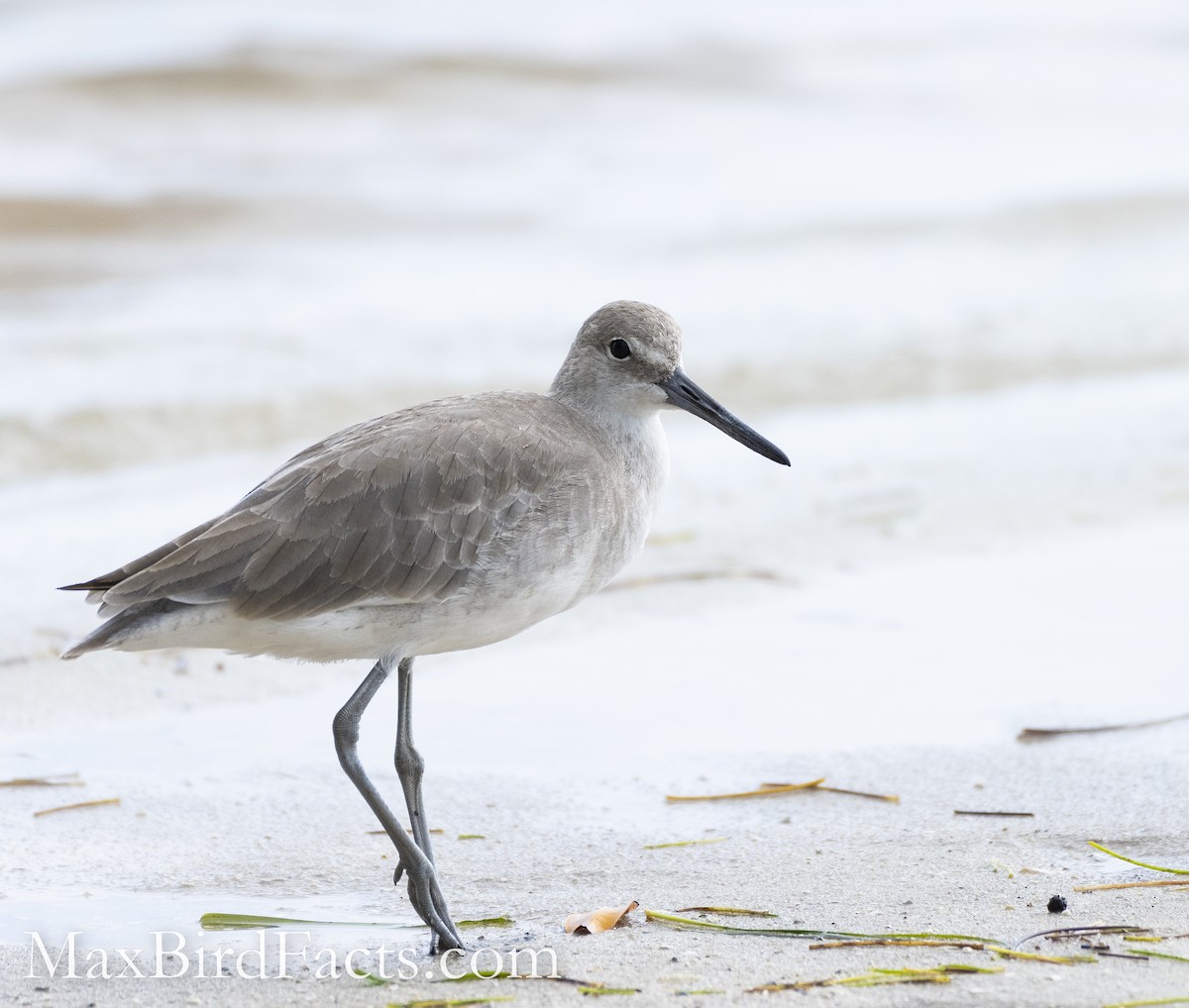 Willet - ML494004681