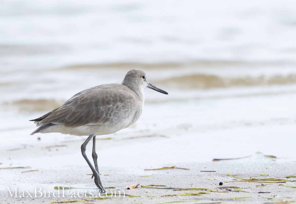 Willet - ML494004711