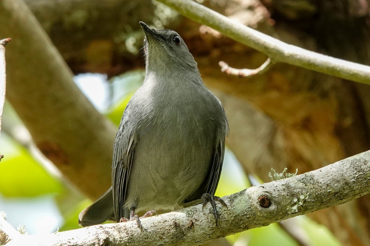 Gray Catbird - ML494004861