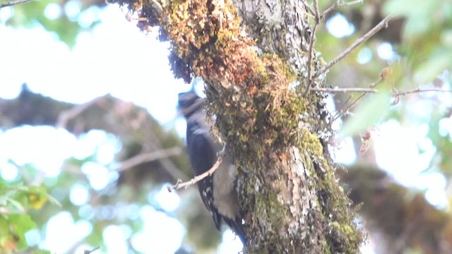 Hairy Woodpecker - ML494005211