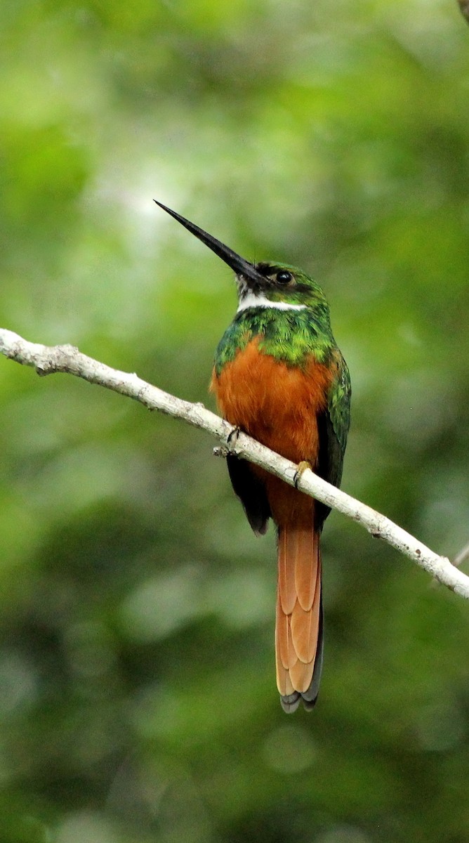 Rufous-tailed Jacamar - Rolando Chávez
