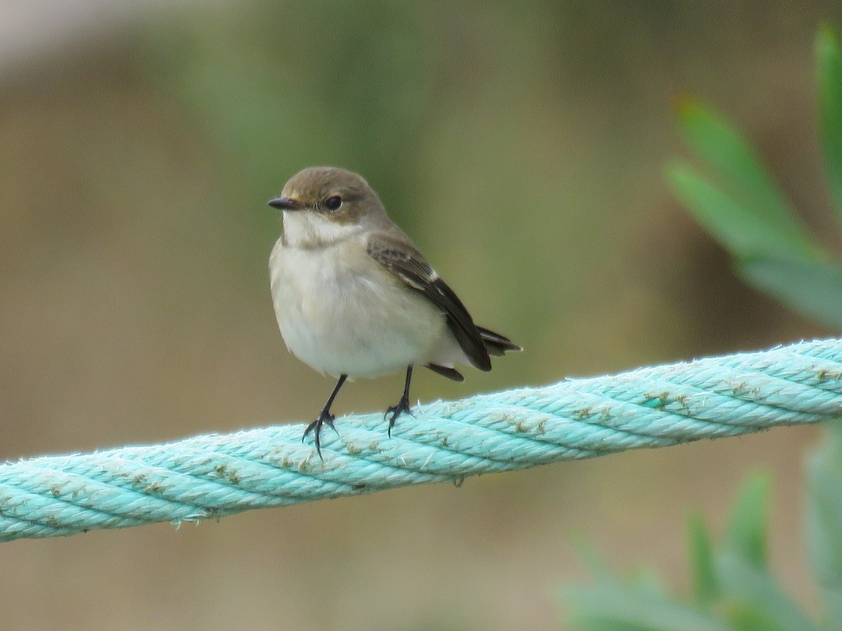 European Pied Flycatcher - ML494006931