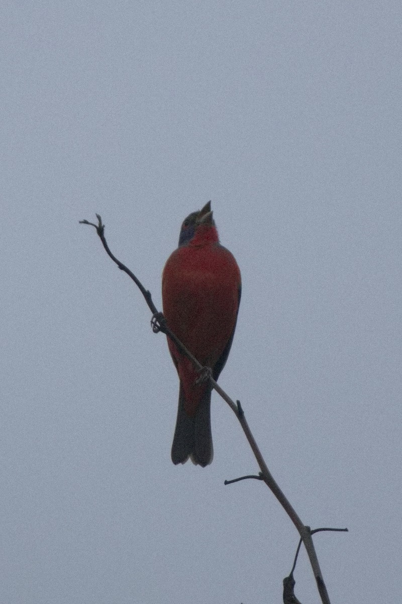 Painted Bunting - ML494007071