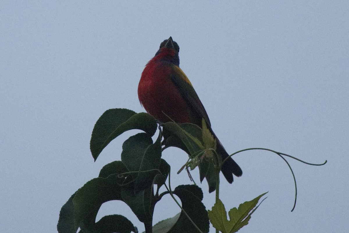 Painted Bunting - ML494007081